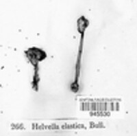 Helvella elastica image